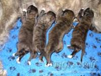 Irish Wolfhound Zucht: B-Wurf, Mucha Moor`s Ireen